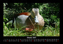 Vögel Fotokalender 2027 - 10
