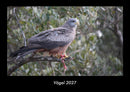 Vögel Fotokalender 2027 - Hauptbild