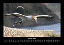 Vögel Fotokalender 2027 - 1