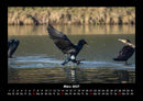 Vögel Fotokalender 2027 - 3