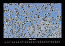 Vögel Fotokalender 2027 - 4