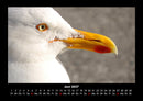 Vögel Fotokalender 2027 - 6