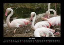 Vögel Fotokalender 2027 - 7