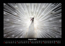 Vögel Fotokalender 2027 - 8