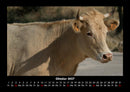 Kuhkalender Fotokalender 2027 - 10