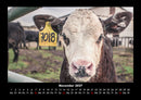 Kuhkalender Fotokalender 2027 - 11