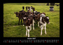 Kuhkalender Fotokalender 2027 - 1