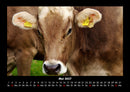 Kuhkalender Fotokalender 2027 - 5