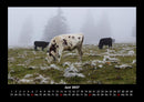 Kuhkalender Fotokalender 2027 - 6