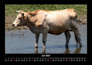 Kuhkalender Fotokalender 2027 - 7