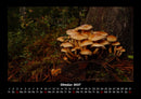 Pilzkalender Fotokalender 2027 - 10