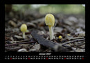 Pilzkalender Fotokalender 2027 - 1