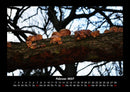 Pilzkalender Fotokalender 2027 - 2