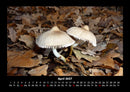 Pilzkalender Fotokalender 2027 - 4