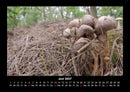 Pilzkalender Fotokalender 2027 - 6