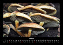 Pilzkalender Fotokalender 2027 - 7