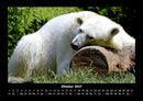 Pinguine & Eisbären Fotokalender 2027 - 10