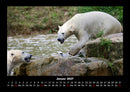 Pinguine & Eisbären Fotokalender 2027 - 1