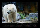 Pinguine & Eisbären Fotokalender 2027 - 2