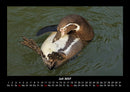 Pinguine & Eisbären Fotokalender 2027 - 7
