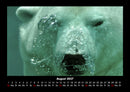 Pinguine & Eisbären Fotokalender 2027 - 8