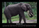 Tierkalender Fotokalender 2027 - 11