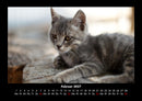 Tierkalender Fotokalender 2027 - 2