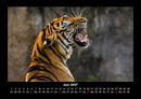 Tierkalender Fotokalender 2027 - 6