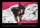 Tierkalender Fotokalender 2027 - 7