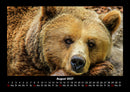 Tierkalender Fotokalender 2027 - 8