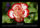 Rosentraum Fotokalender 2027 - 12