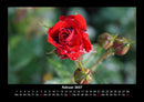 Rosentraum Fotokalender 2027 - 2
