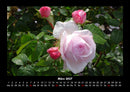 Rosentraum Fotokalender 2027 - 3