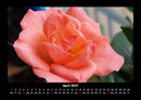 Rosentraum Fotokalender 2027 - 4