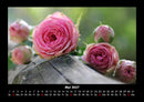 Rosentraum Fotokalender 2027 - 5
