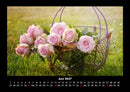 Rosentraum Fotokalender 2027 - 6