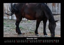 Die Welt der Pferde Fotokalender 2027 - 11