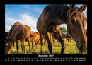 Die Welt der Pferde Fotokalender 2027 - 12