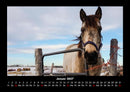 Die Welt der Pferde Fotokalender 2027 - 1