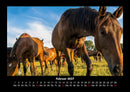 Die Welt der Pferde Fotokalender 2027 - 2