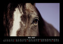 Die Welt der Pferde Fotokalender 2027 - 3