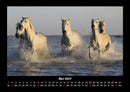 Die Welt der Pferde Fotokalender 2027 - 5