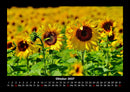 Blumenkalender Fotokalender 2027 - 10
