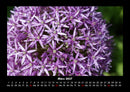 Blumenkalender Fotokalender 2027 - 3