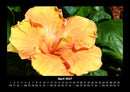 Blumenkalender Fotokalender 2027 - 4