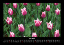 Blumenkalender Fotokalender 2027 - 7