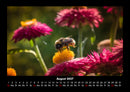 Blumenkalender Fotokalender 2027 - 8
