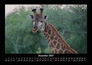 Giraffen Fotokalender 2027 - 12