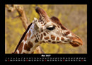 Giraffen Fotokalender 2027 - 5
