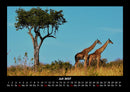 Giraffen Fotokalender 2027 - 7
